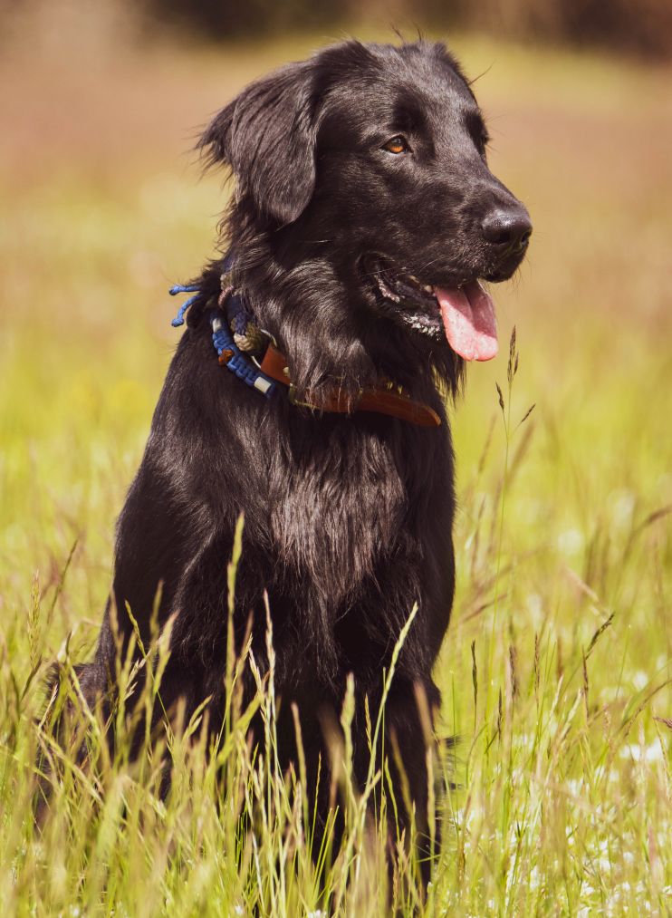 Tierheilpraktikerin für Hunde