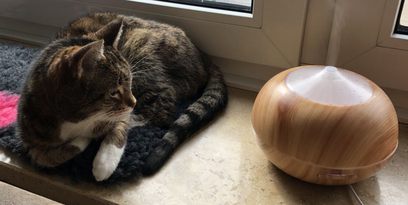 Tiherheilpraktikerin für Katzen
