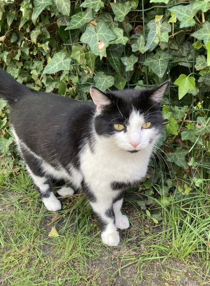 Tiherheilpraktikerin für Katzen