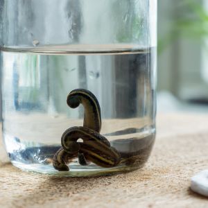 Tierheilpraxis Wilke - Blutegelbehandlung